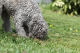 LAGOTTO CAVAGE 059